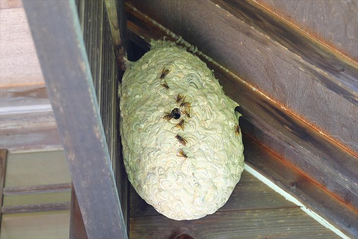 小樽伏見稲荷神社にあったスズメバチの巣